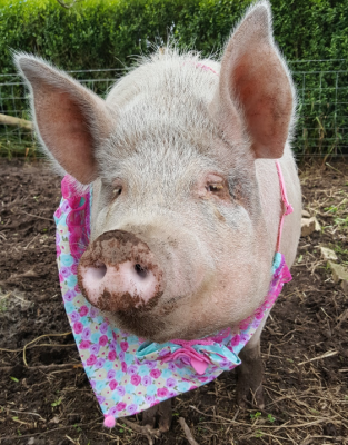 Issue #1 - Size does Matter - resized.png