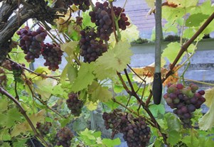 Grapes_03