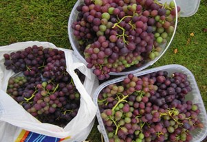 Grapes_04