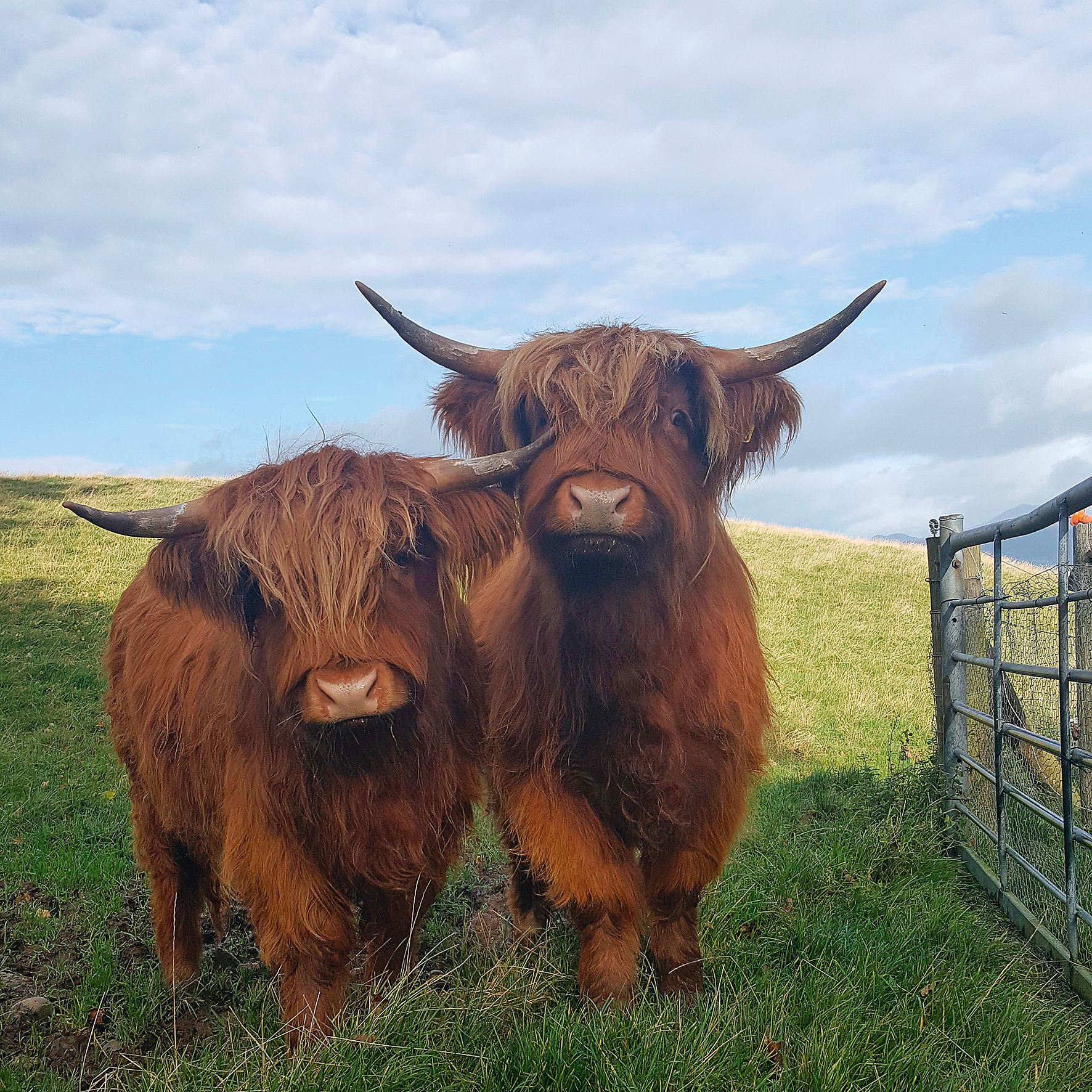 Front cover for wee vine