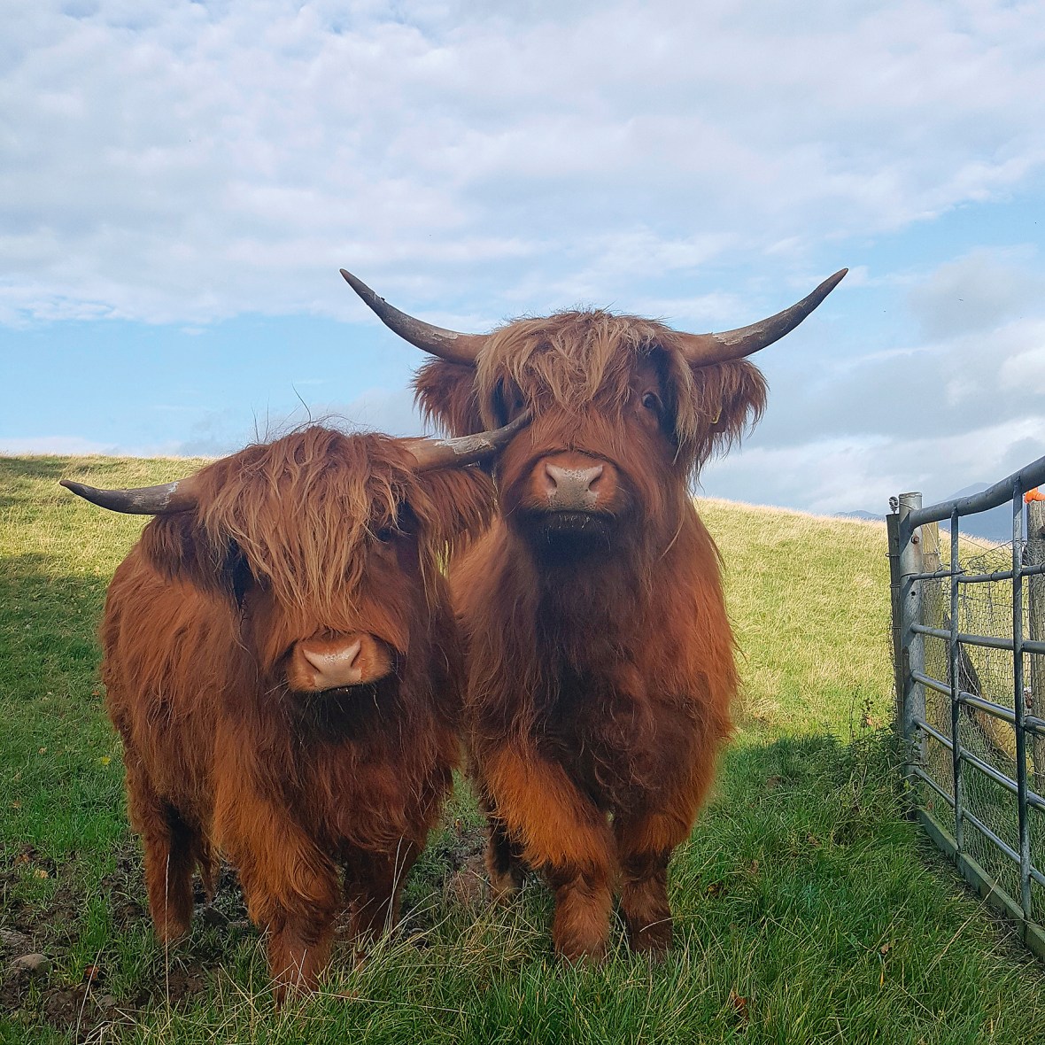 Front cover for wee vine