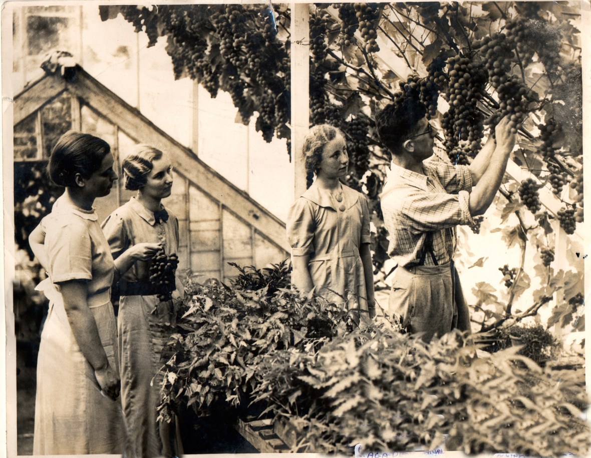 HVIN00001 Kippen Vine 1933