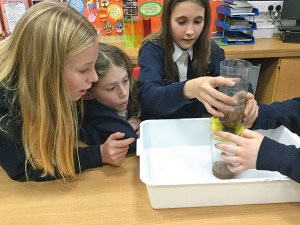 p67 water filtration